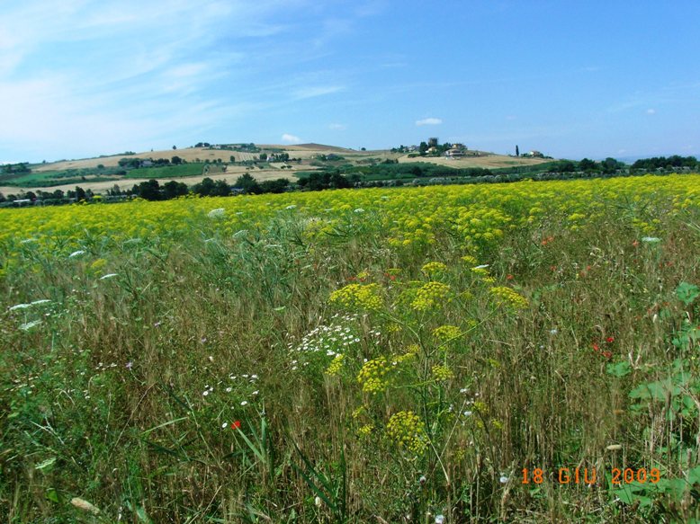 Ridolfia segetum / Aneto puzzolente
